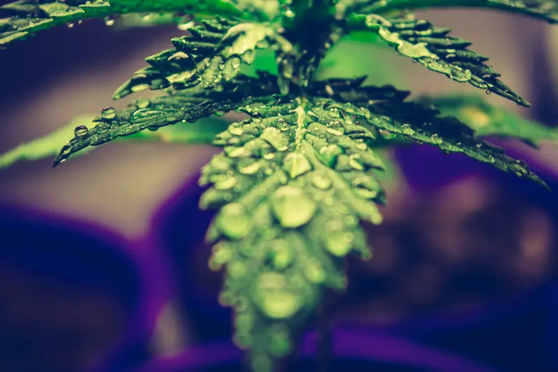 Cannabis VPD chart for home growers. Pick a stage, plug in your tent's temperature and humidity, and see whether you're in range.