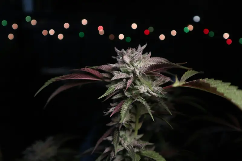 Recreational legality and home cultivation rules aren't the same thing. Toggle the map to see either view, then jump to a state for the specifics.