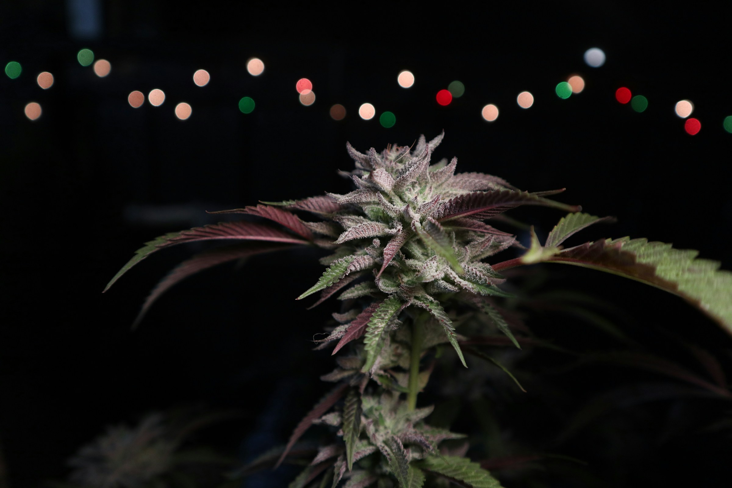 Recreational legality and home cultivation rules aren't the same thing. Toggle the map to see either view, then jump to a state for the specifics.
